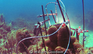 I was at Aquarius to photograph and video the sponge rese... by William Goodwin 